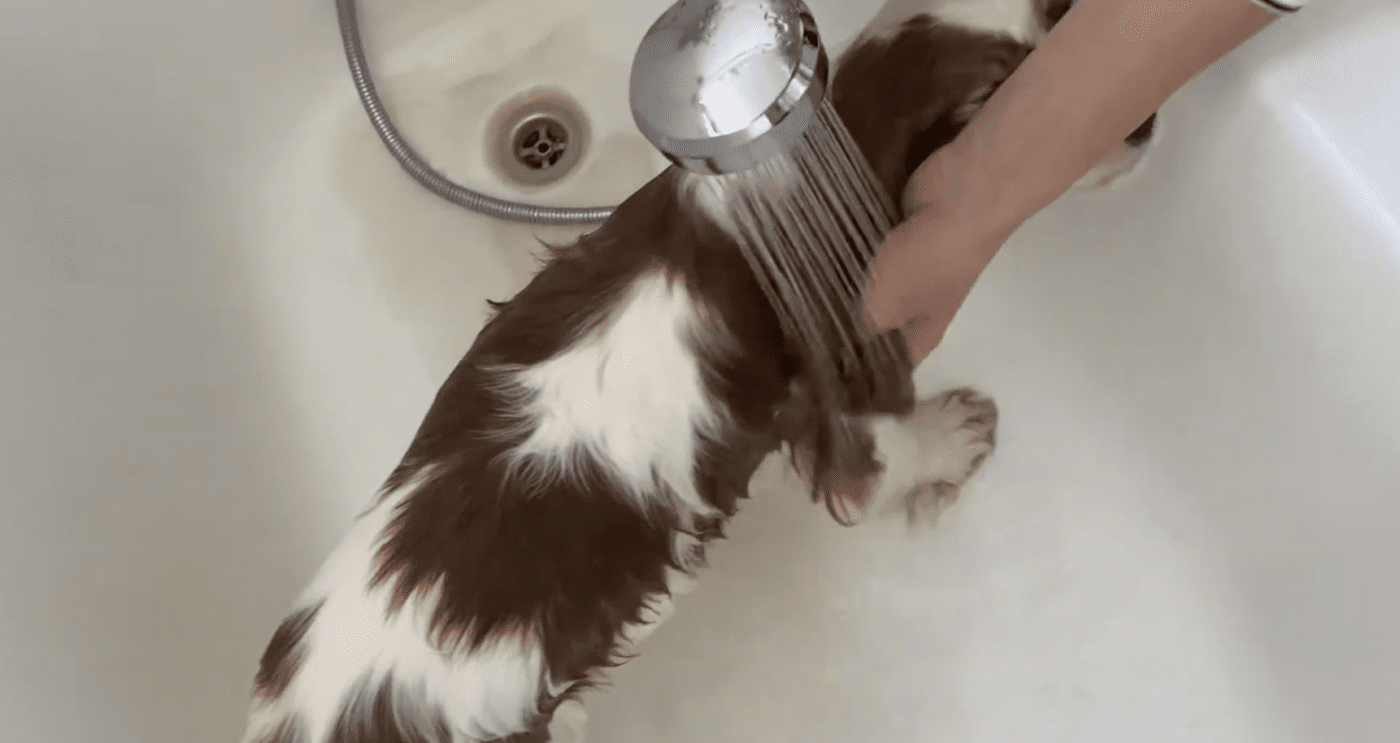 Як часто потрібно купати собак