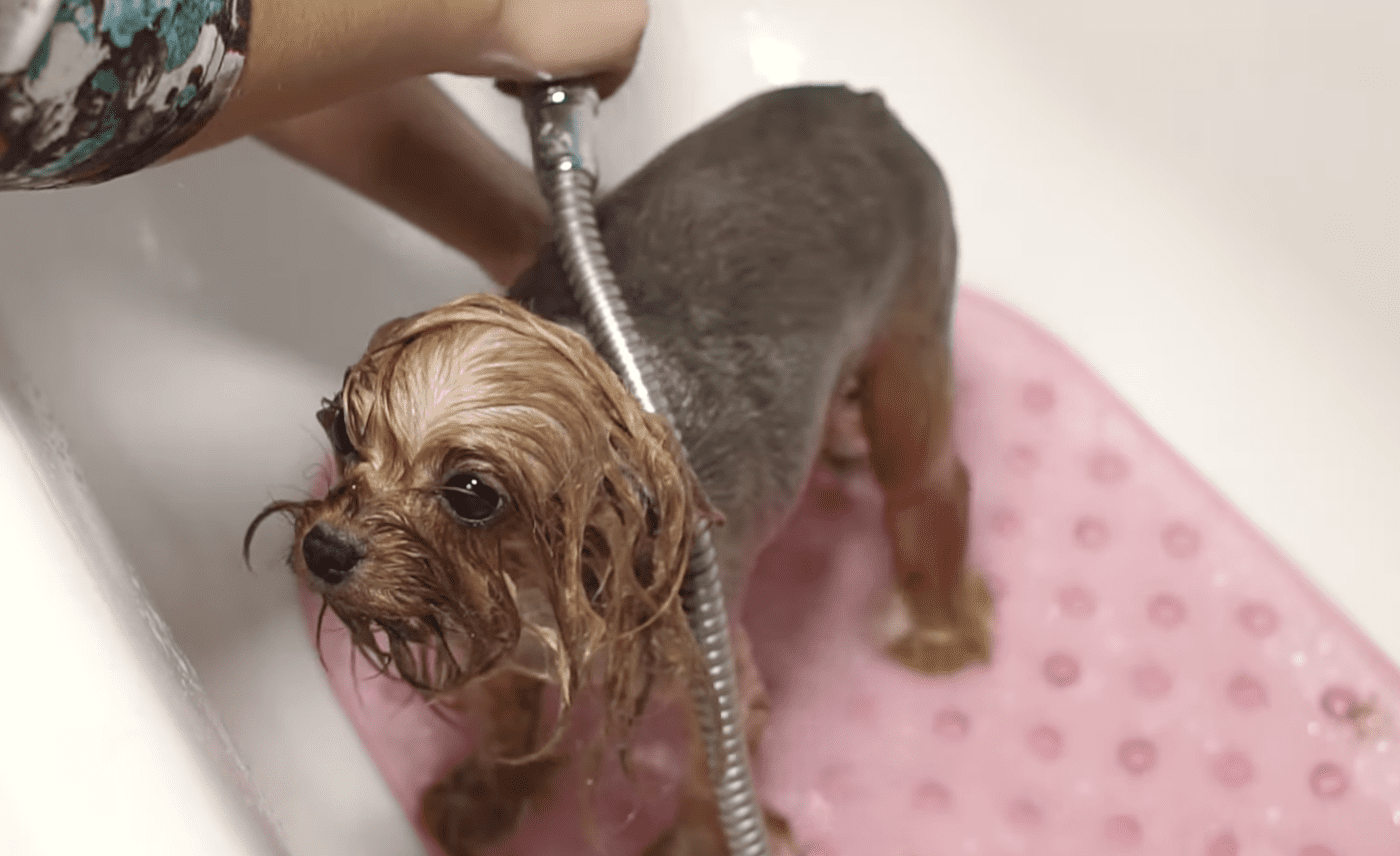 Як часто потрібно купати собак