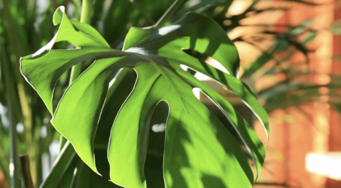 Як простимулювати цвітіння монстери