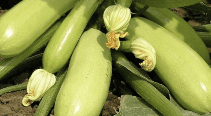 Городники назвали сорти кабачків, що дають рясний урожай