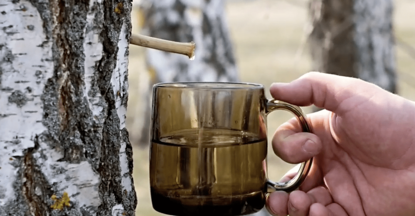 Яким категоріям людей не можна пити березовий сік. Фото: YouTube 7 цікавих фактів
