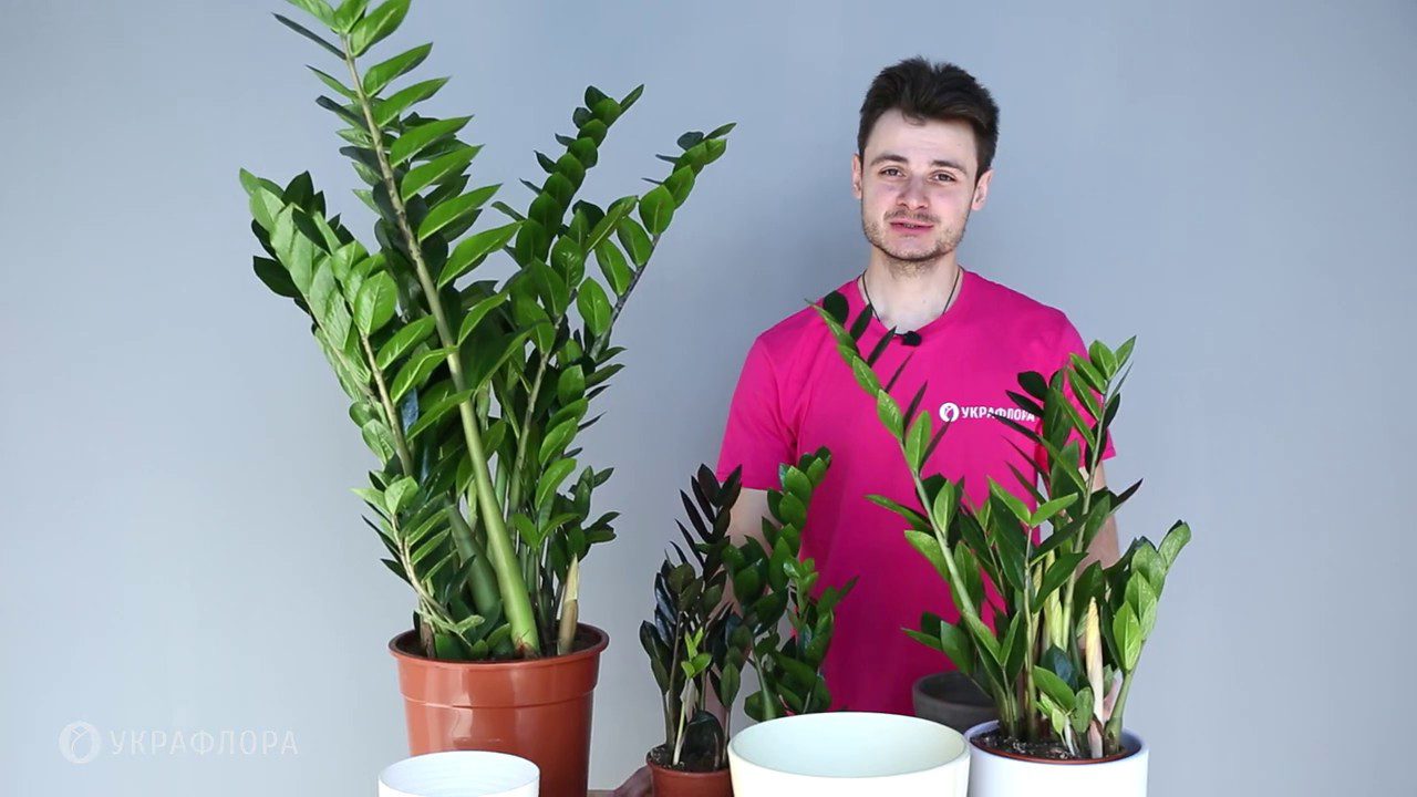 Квітникарі порадили, як покращити ріст заміокулькаса за допомогою добрив. Фото: YouTube Ukraflora