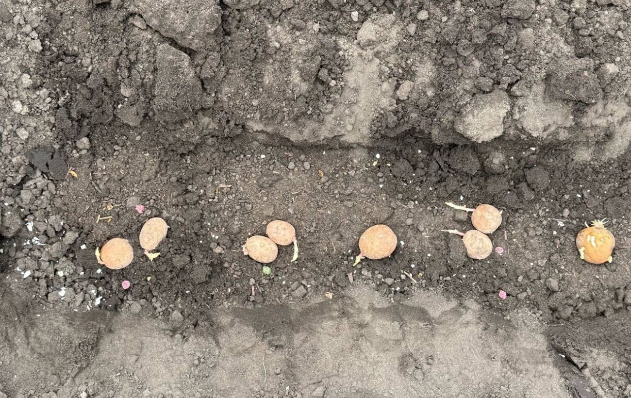 Городники пояснили, які попередники для картоплі хороші, а які не підійдуть. Фото: Одна Хвилина