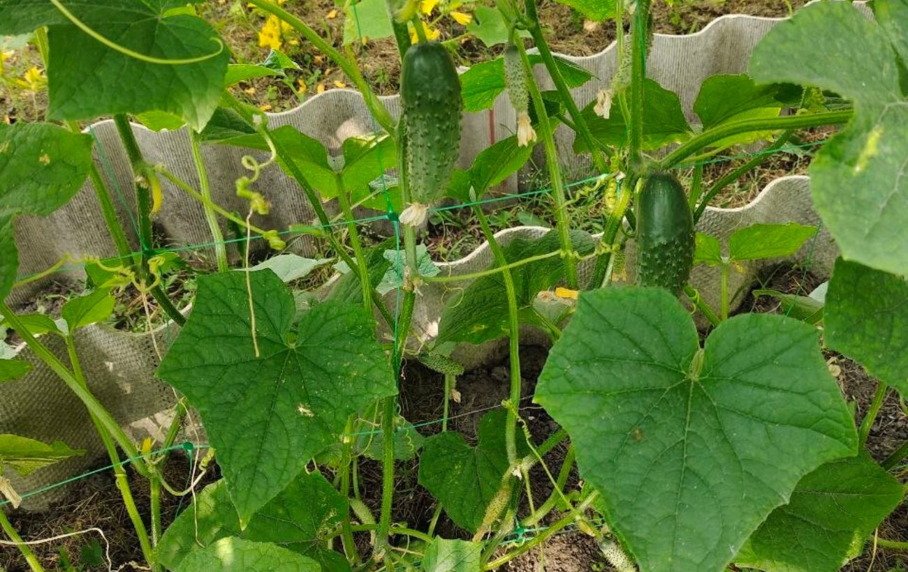 Городники порадили, яке добриво внести під кущі огірків для смачних плодів. Фото: Одна Хвилина