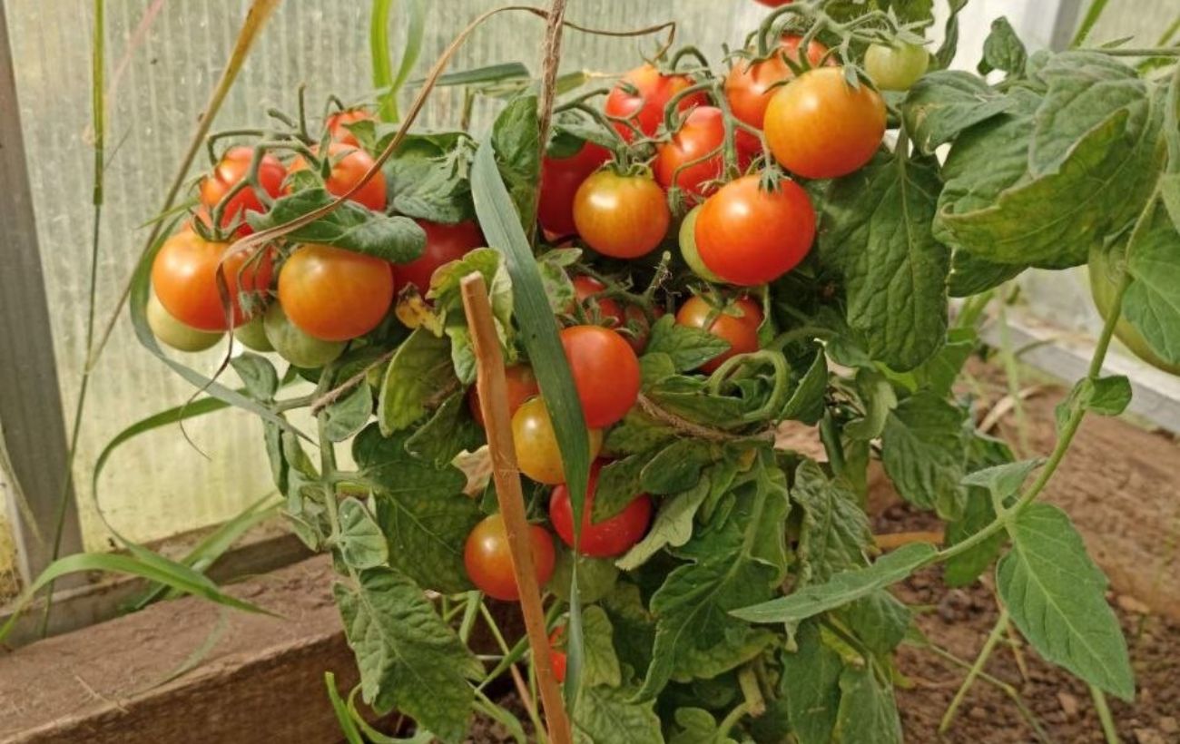 Городники порадили, яке добриво додати в лунку для томатів при посадці. Фото: Одна Хвилина