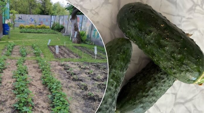 Які сорти огірків найкращі. Фото: Одна Хвилина