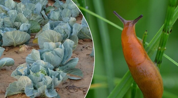 Як захистити ділянку від слимаків. Фото: Pixabay