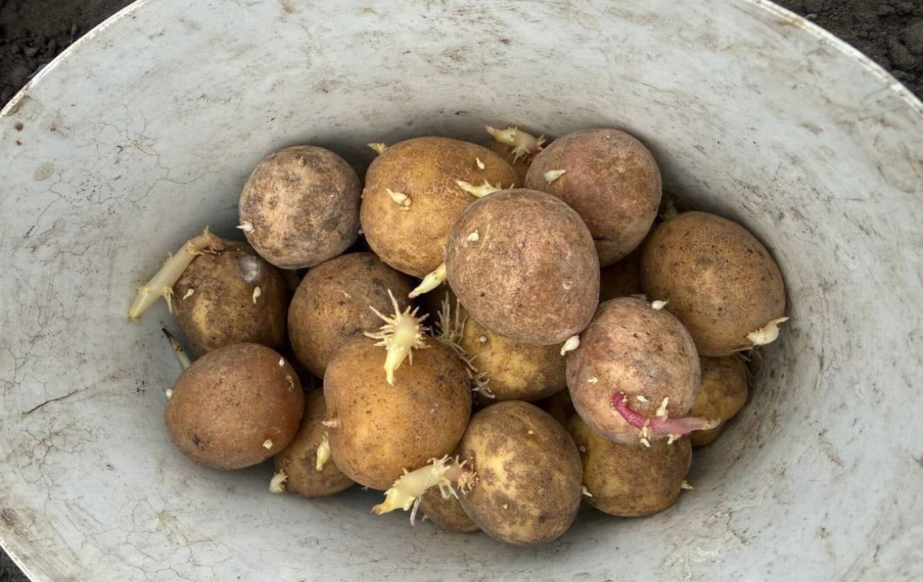 Городники розповіли, яке добриво дати картоплі для врожайності і від шкідників. Фото: Одна Хвилина