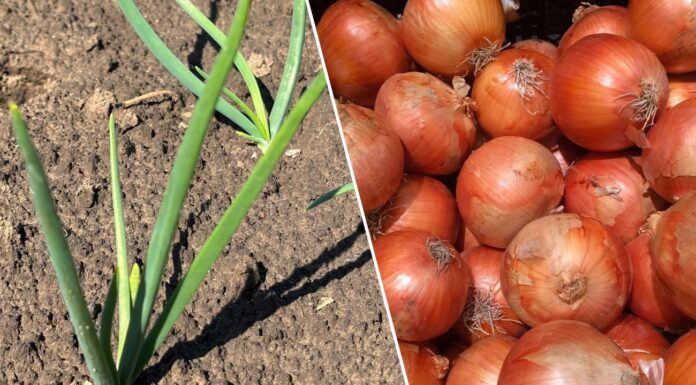 Як змусити жовте пір'я цибулі позеленіти. Фото: Одна Хвилина та Pixabay