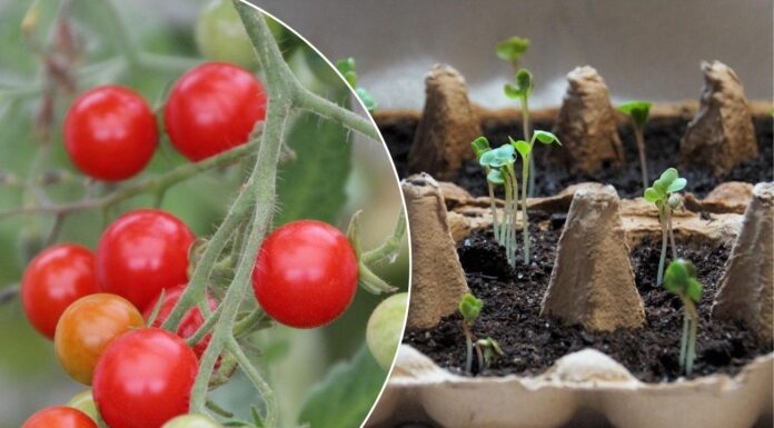 Чому розсада витягується і як це виправити. Фото: Pixabay