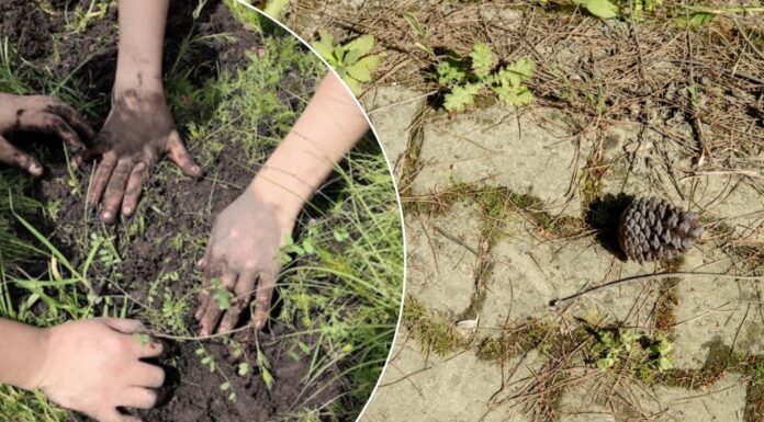 Як позбутись від бур'янів між плиткою. Фото: Pexels