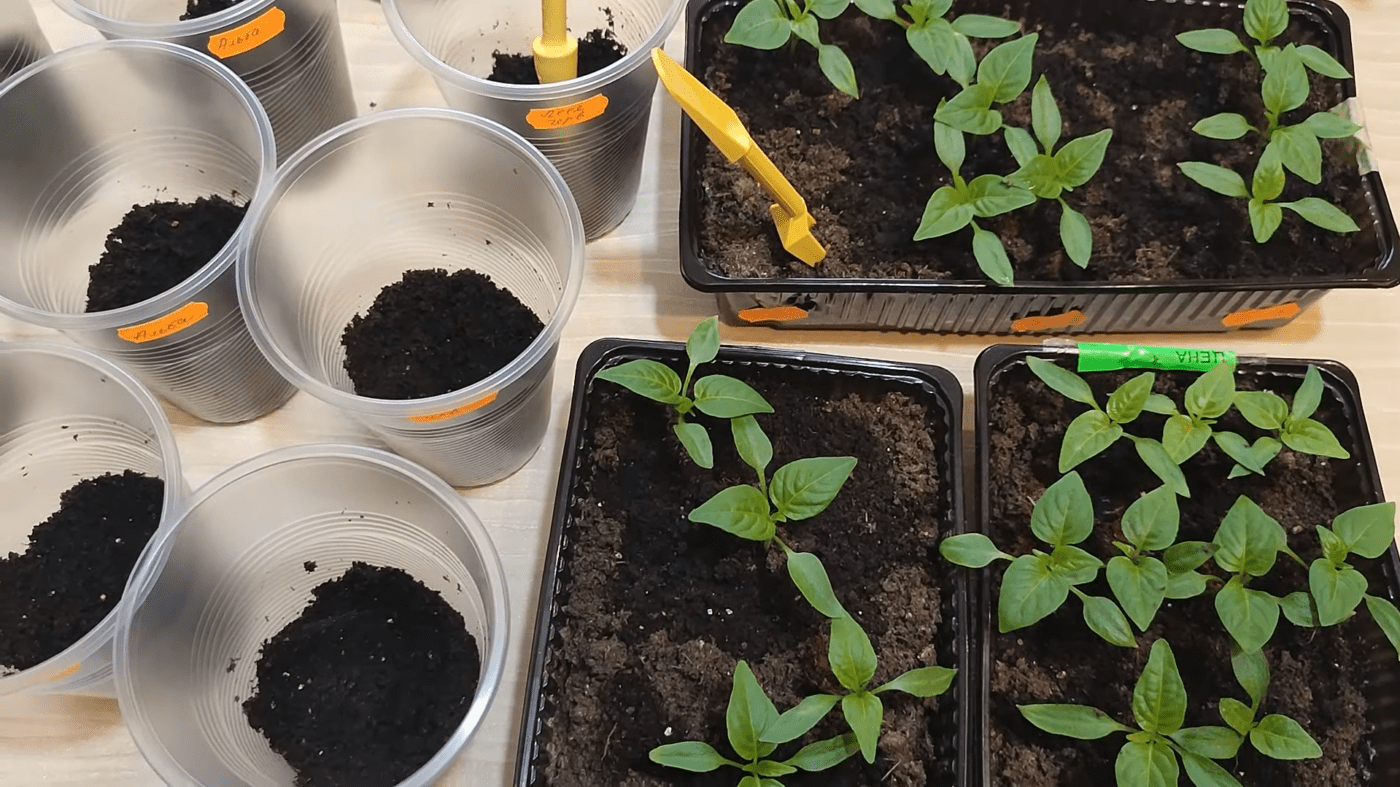 Городники порадили, чим найкраще підживити болгарський перець для кращої врожайності. Фото: YouTube канал ДІМ ТА ПРИСАДИБНА ДІЛЯНКА