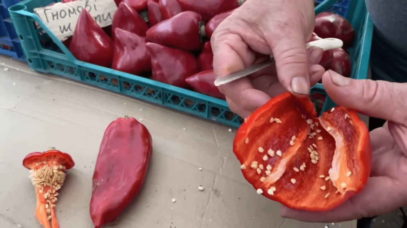 Городники порадили, чим найкраще підживити болгарський перець для кращої врожайності. Фото: YouTube канал Все своє