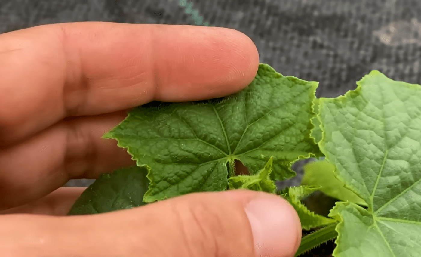 Городники підказали, яке підживлення використовувати для покращення врожайності огірків. Фото: YoTube канал Корисне TV