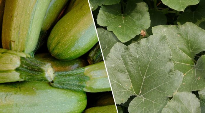 Які рослини не можна садити біля кабачка. Фото: Pexels