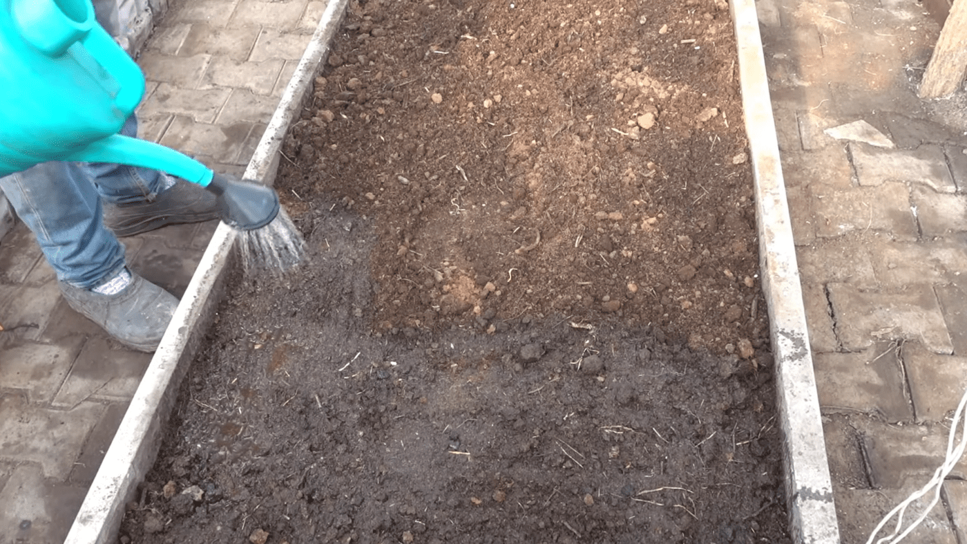 Розповідаю, які існують секрети високої врожайності огірків. Фото: YouTube  Зелена Планета