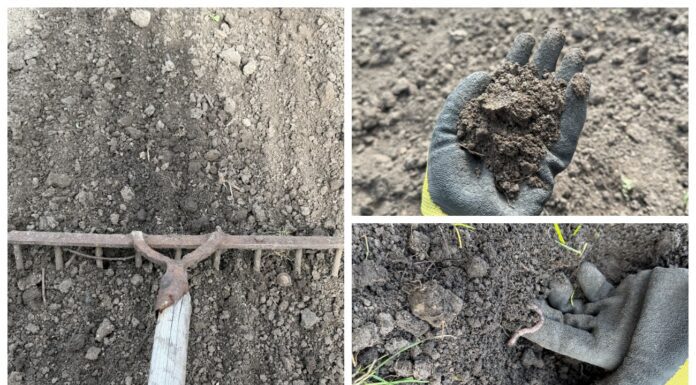 Дідусь із села підказав, як знищити яйця слимаків у ґрунті навесні: 1 перевірений спосіб захистити капусту Як очистити ґрунт від слимаків швидко