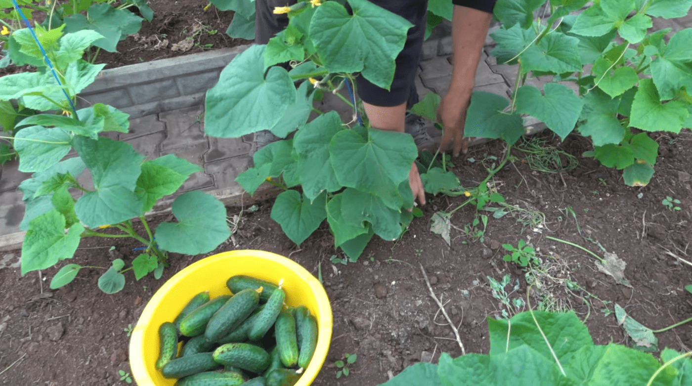 Розповідаю, які існують секрети високої врожайності огірків. Фото: YouTube  Зелена Планета