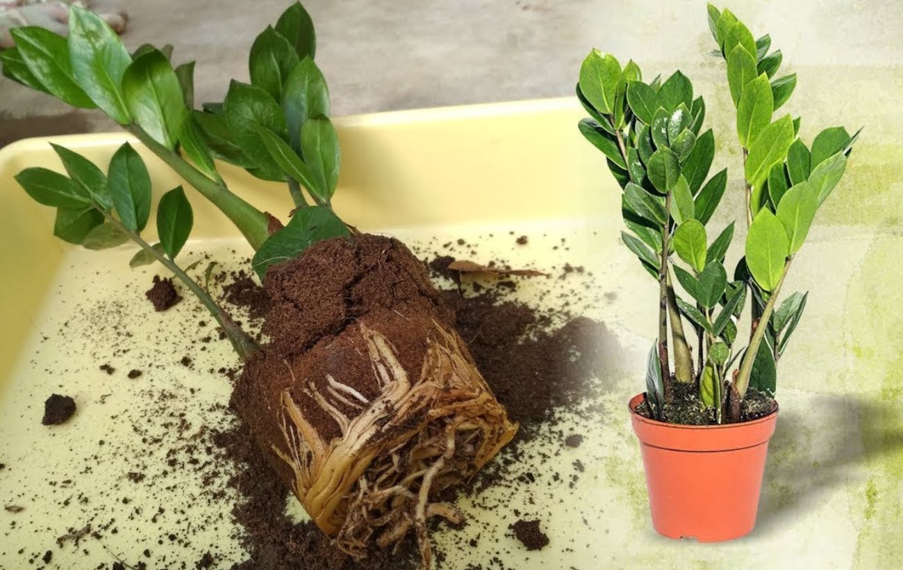 Експерти розповіли, чим полити заміокулькас для кращого росту та розвитку. Фото: YouTube ДІМ ТА ПРИСАДИБНА ДІЛЯНКА