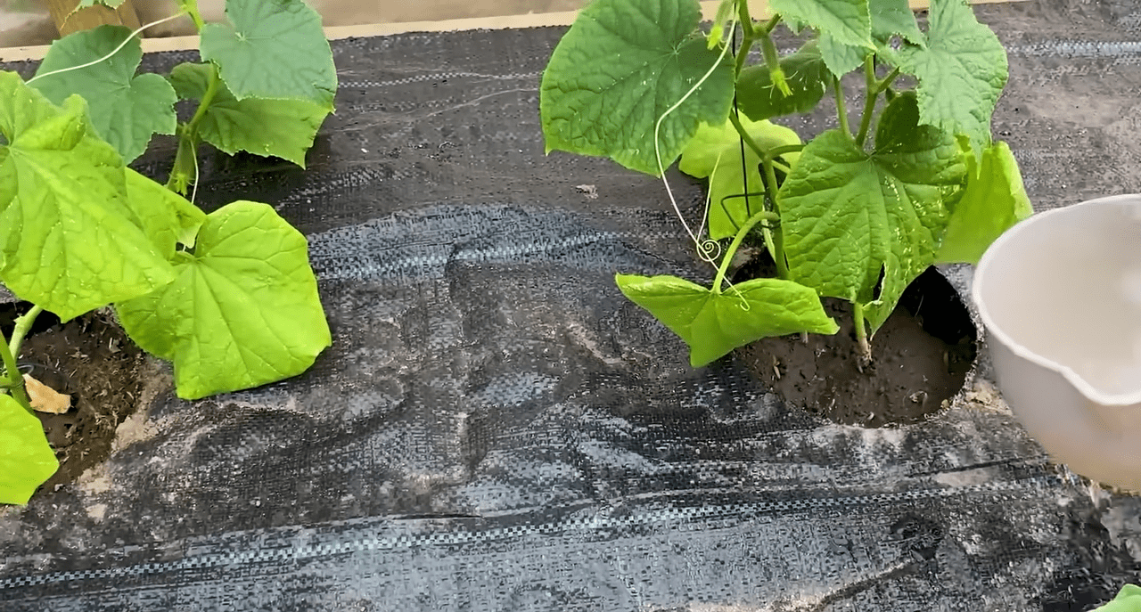 Городники підказали, яке підживлення використовувати для покращення врожайності огірків. Фото: YoTube канал Корисне TV