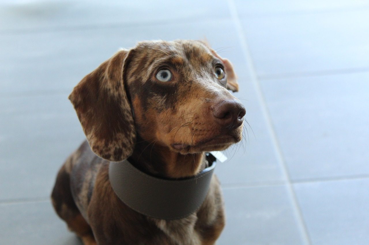 Експерти повідомили, чи можна одягати на собак нашийники, які світяться. Фото: Pixabay