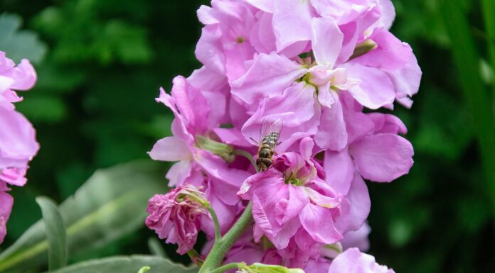 Які квіти посадити на ділянці для красивого цвітіння. Фото: Pixabay