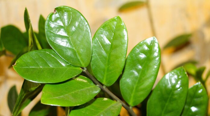 Як покращити ріст заміокулькаса. Фото: Pixabay