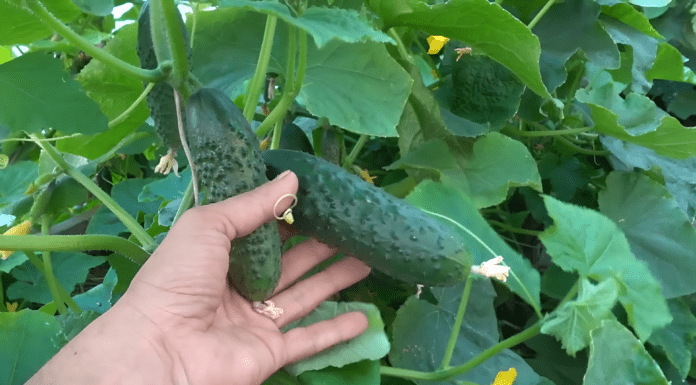 По 2 склянки “теплого молока” на грядку — і огірки пруть, як ненормальні: врожайність виростає на 5-6 кг Як підживити огірки для високої врожайності. Фото: YoTube канал Зелена Планета