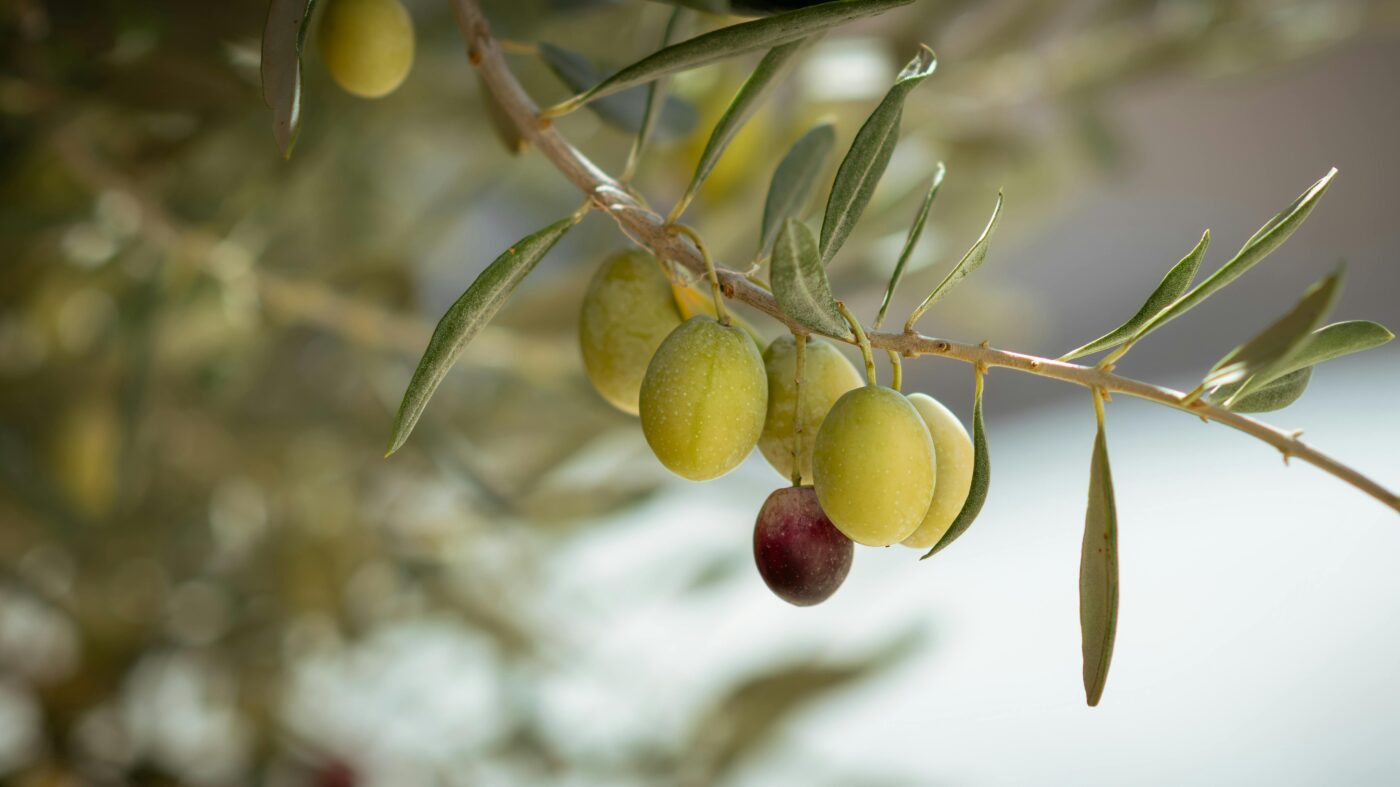 Чому оливкова олія вважається дуже корисною. Фото: Pexels