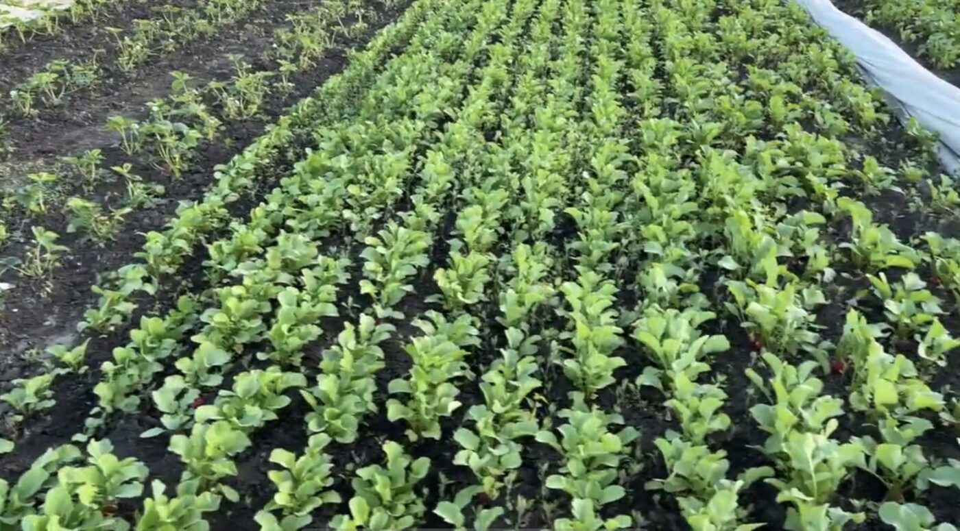 Як агроволокно та мульча впливають на ґрунт. Фото: YouTube Тепличні справи