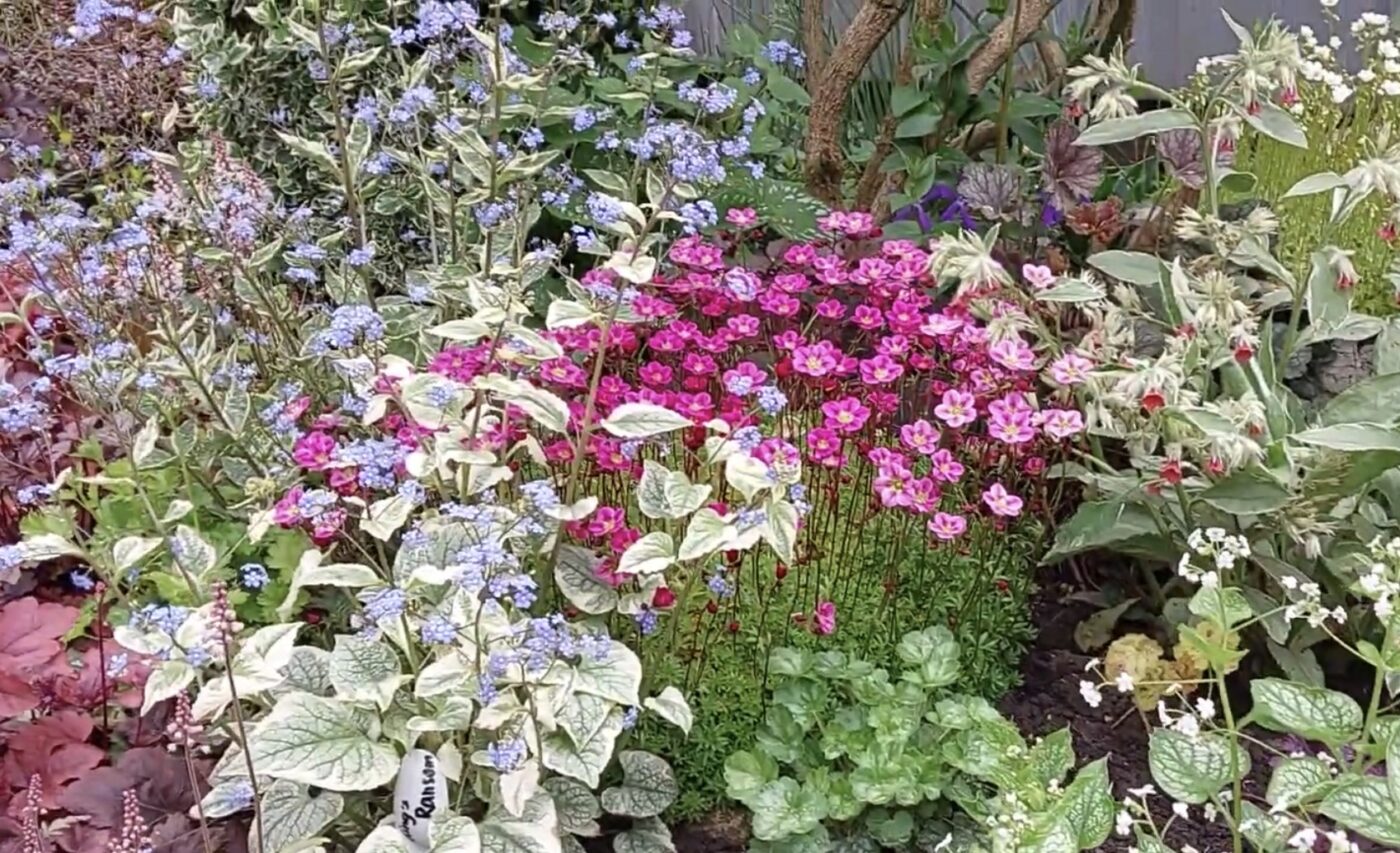 Пять вишуканих квітів, яким треба ретельно підбирати сусідів. Фото: YouTube Квіти у Віти