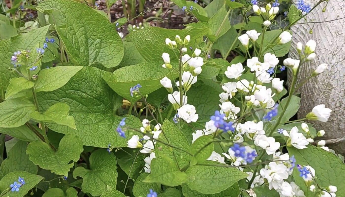 Пять вишуканих квітів, яким треба ретельно підбирати сусідів. Фото: YouTube Квіти у Віти