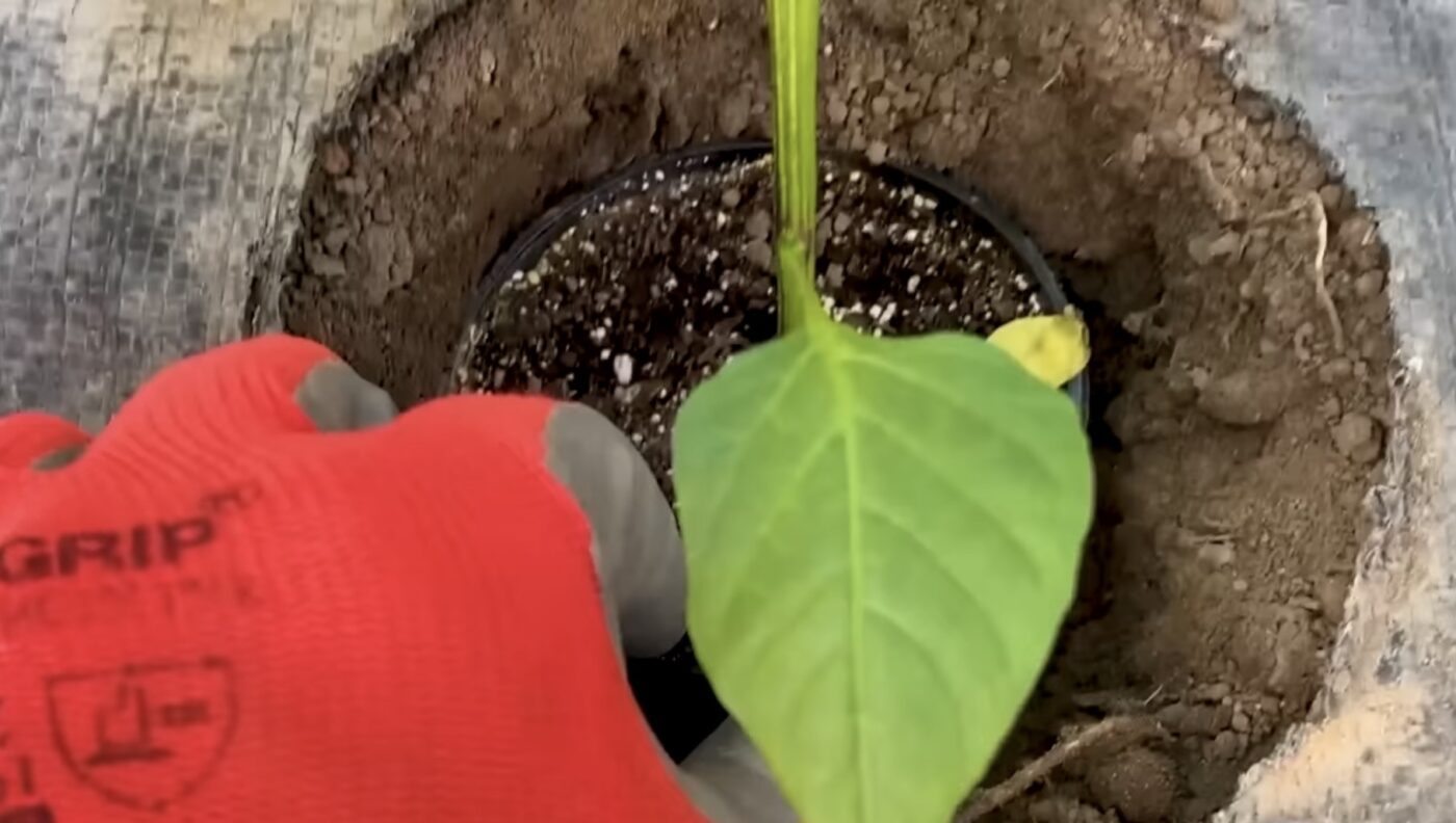 Як правильно посадити перець для великого врожаю. YouTube Корисне TV Як правильно посадити перець для великого врожаю. YouTube Корисне TV