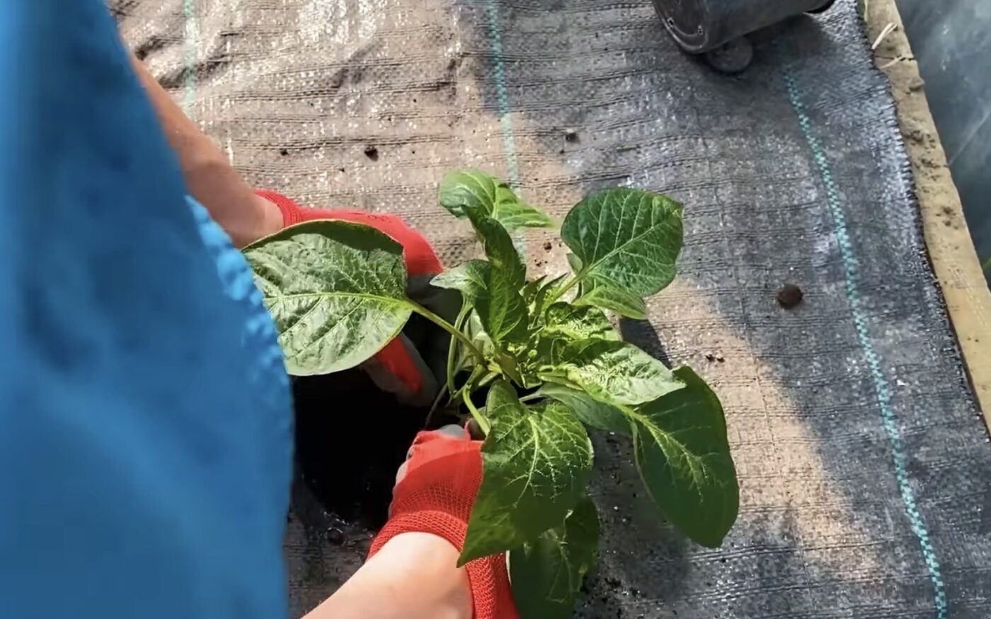 Як правильно посадити перець для великого врожаю. YouTube Корисне TV