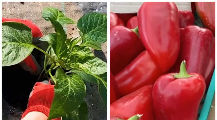 Перець приживеться менш ніж за 7 днів: що за добрива додати в лунку при посадці Городники розповіли, як правильно посадити перець для великого врожаю. YouTube Корисне TV, Все своє