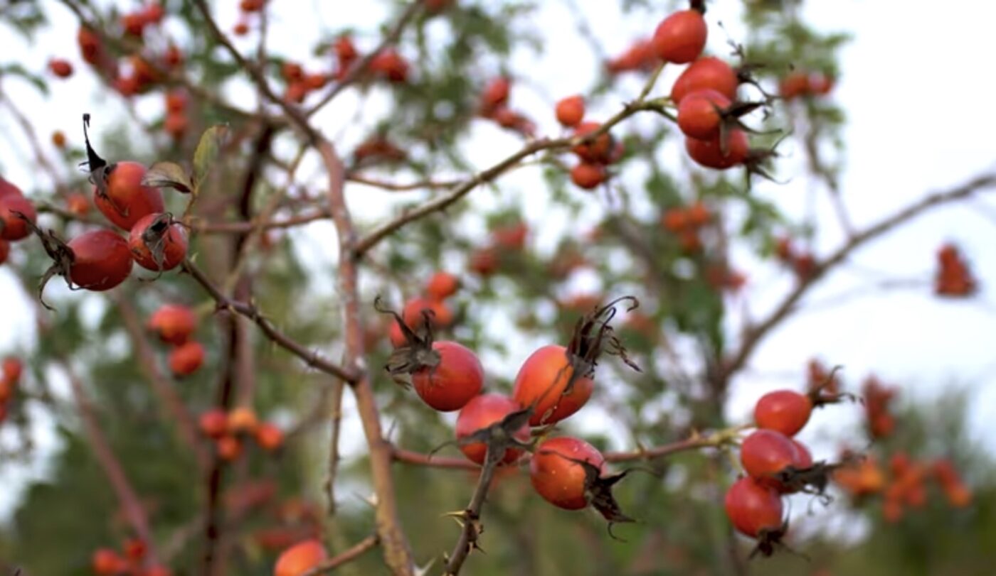 Що посадити для ідеального чагарника. Фото: YouTube TimePRO.TV