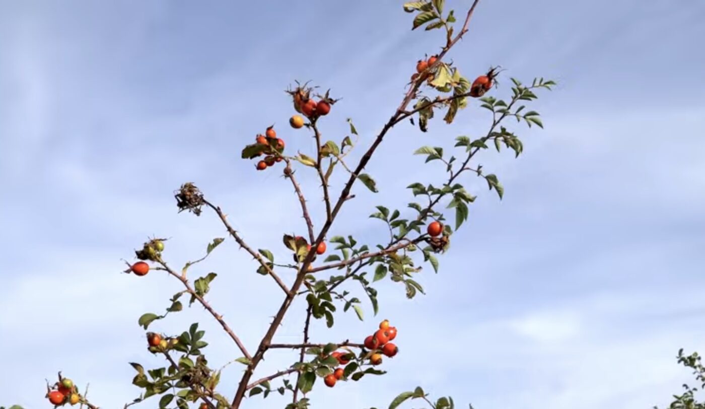 Що посадити для ідеального чагарника. Фото: YouTube TimePRO.TV