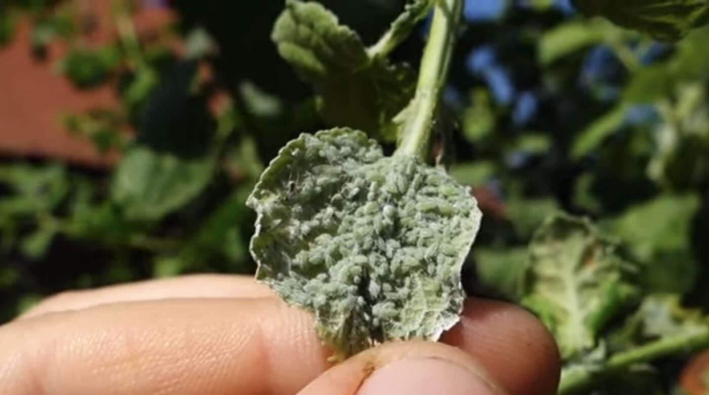 Як позбутися попелиці в саду за допомогою олії. Фото: YouTube Корисне TV