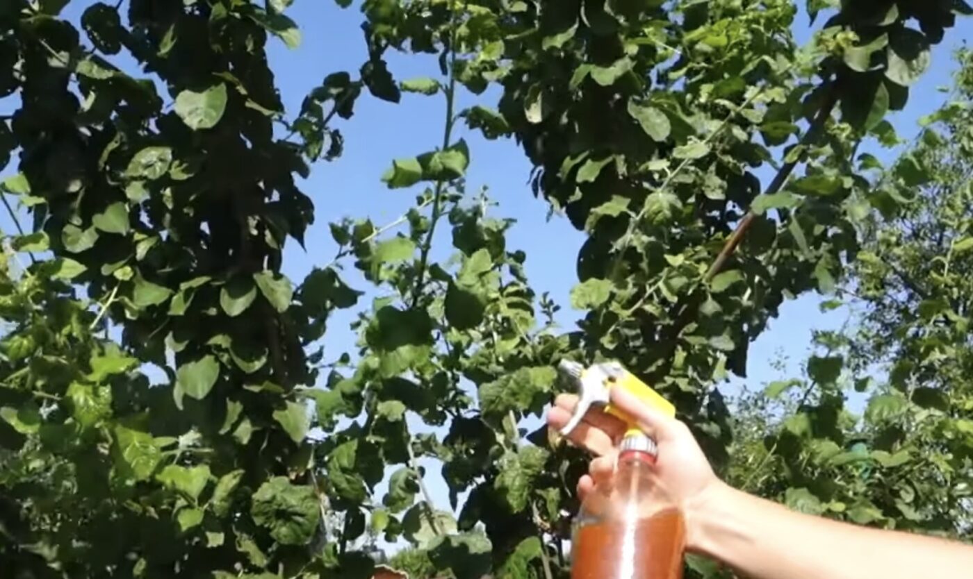 Як позбутися попелиці в саду за допомогою олії. Фото: YouTube Корисне TV