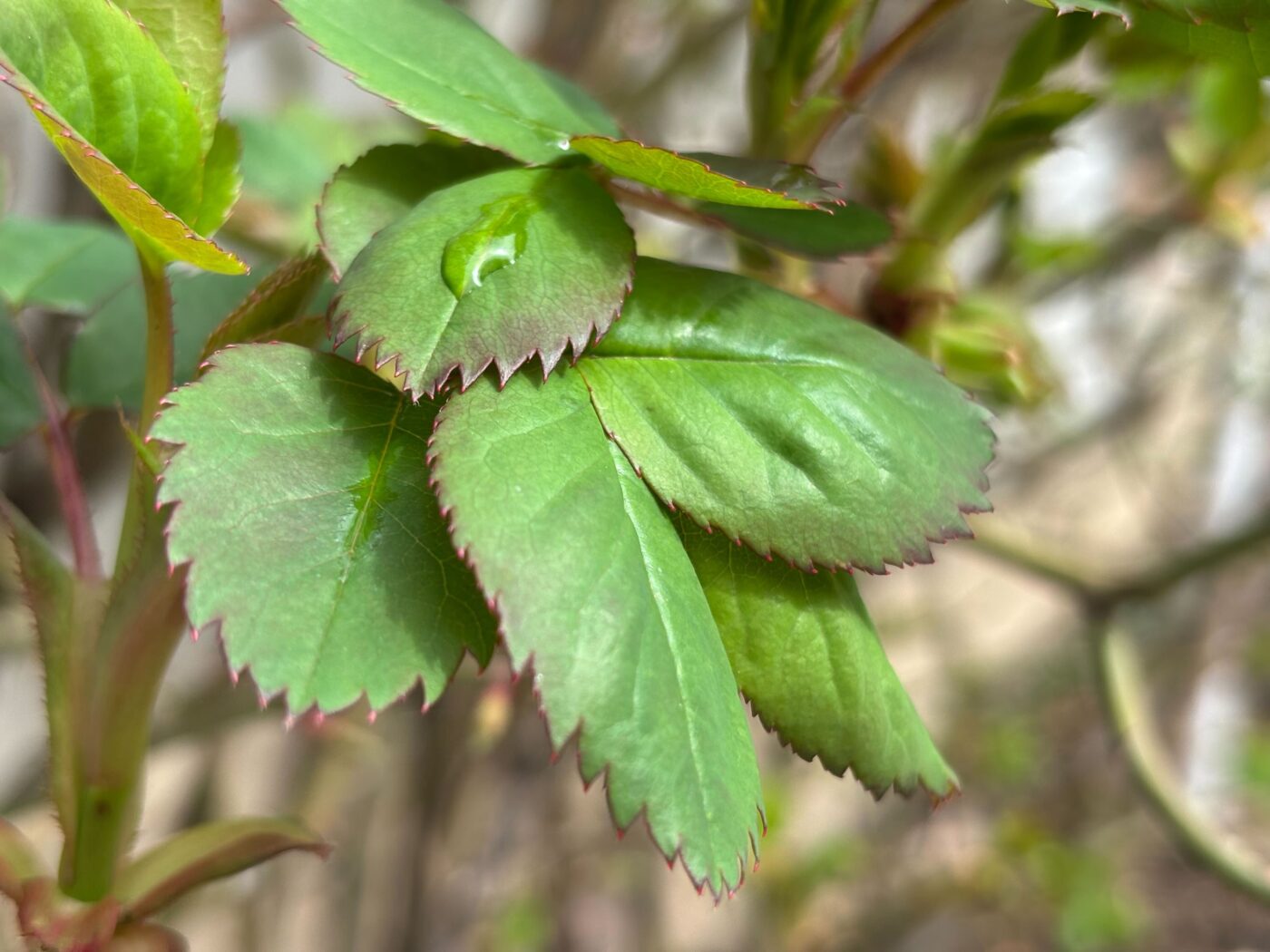 Садівники порадили, що робити з трояндами для пишного цвітіння. Фото: Одна Хвилина