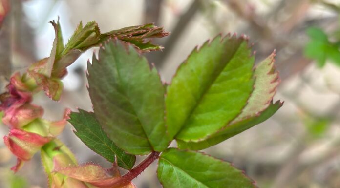Як допомогти трояндам пишно зацвісти. Фото: Одна Хвилина