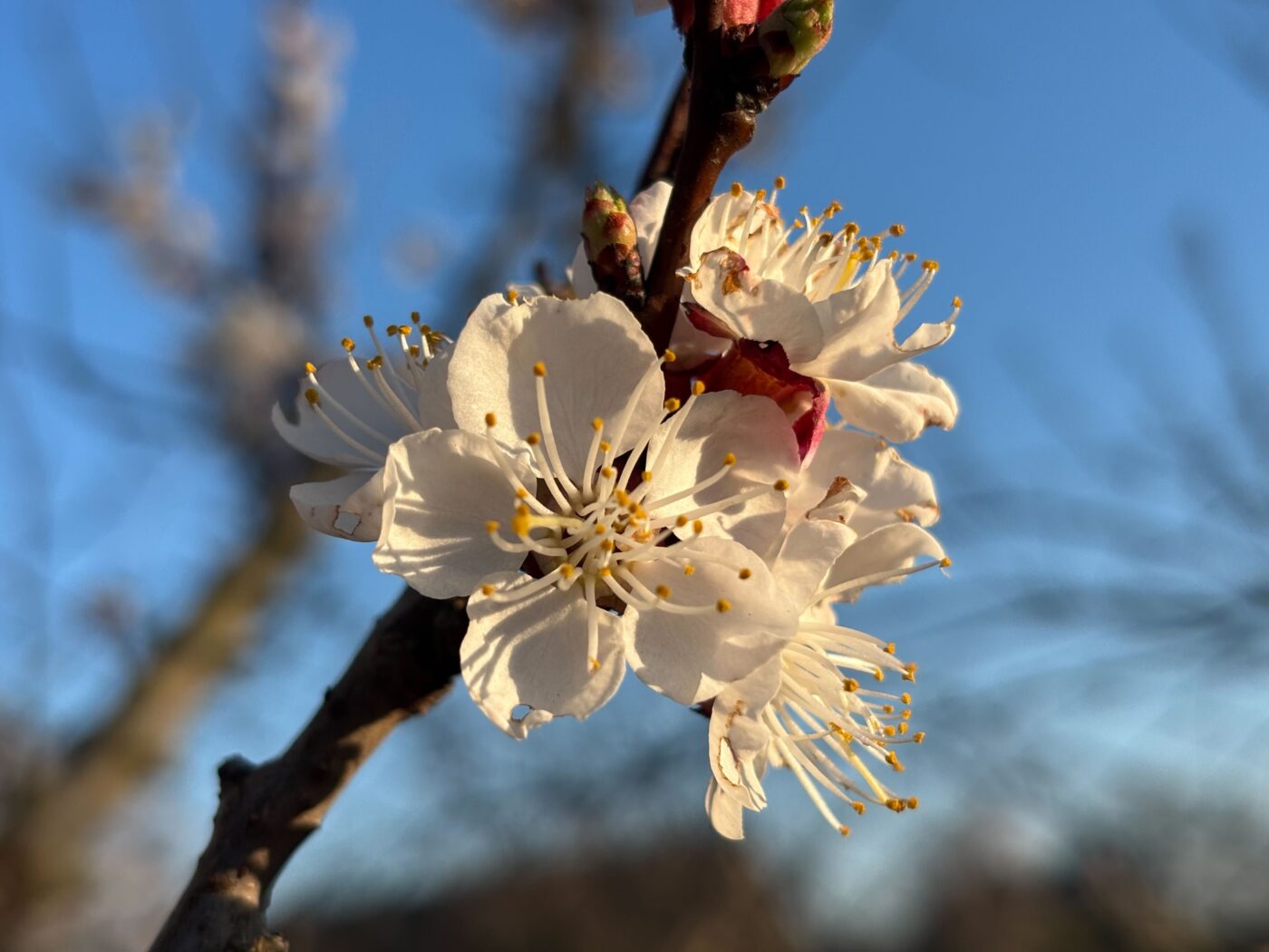 Садівники порадили, яке добриво покращить урожайність вишні. Фото: Одна Хвилина