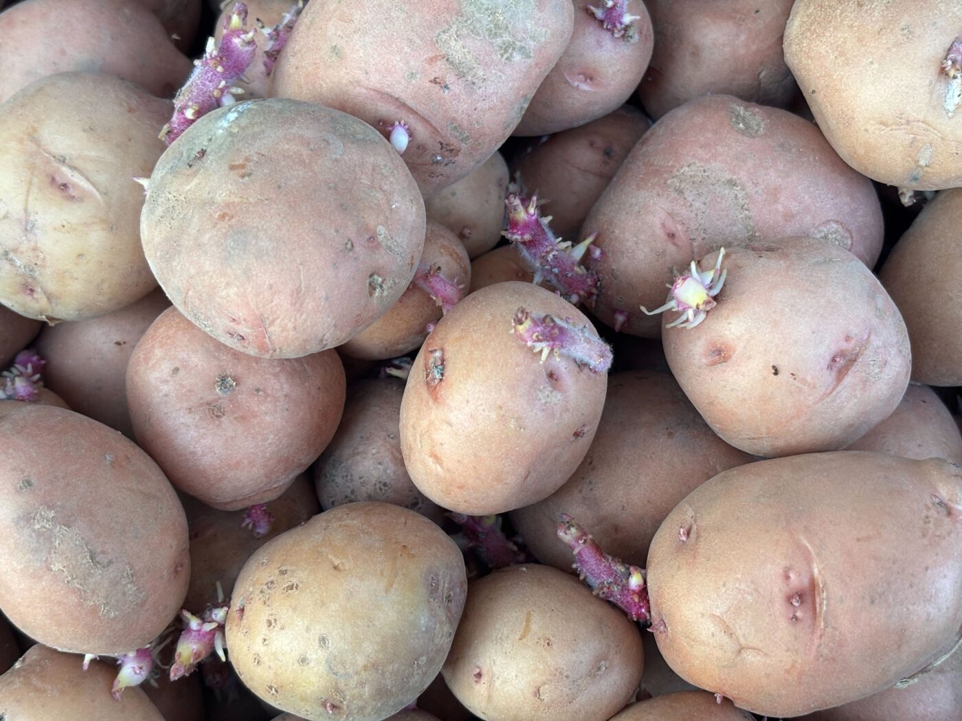 Городники порадили, який сорт картоплі посадити на власній грядці для високої врожайності. Фото: Одна хвилина