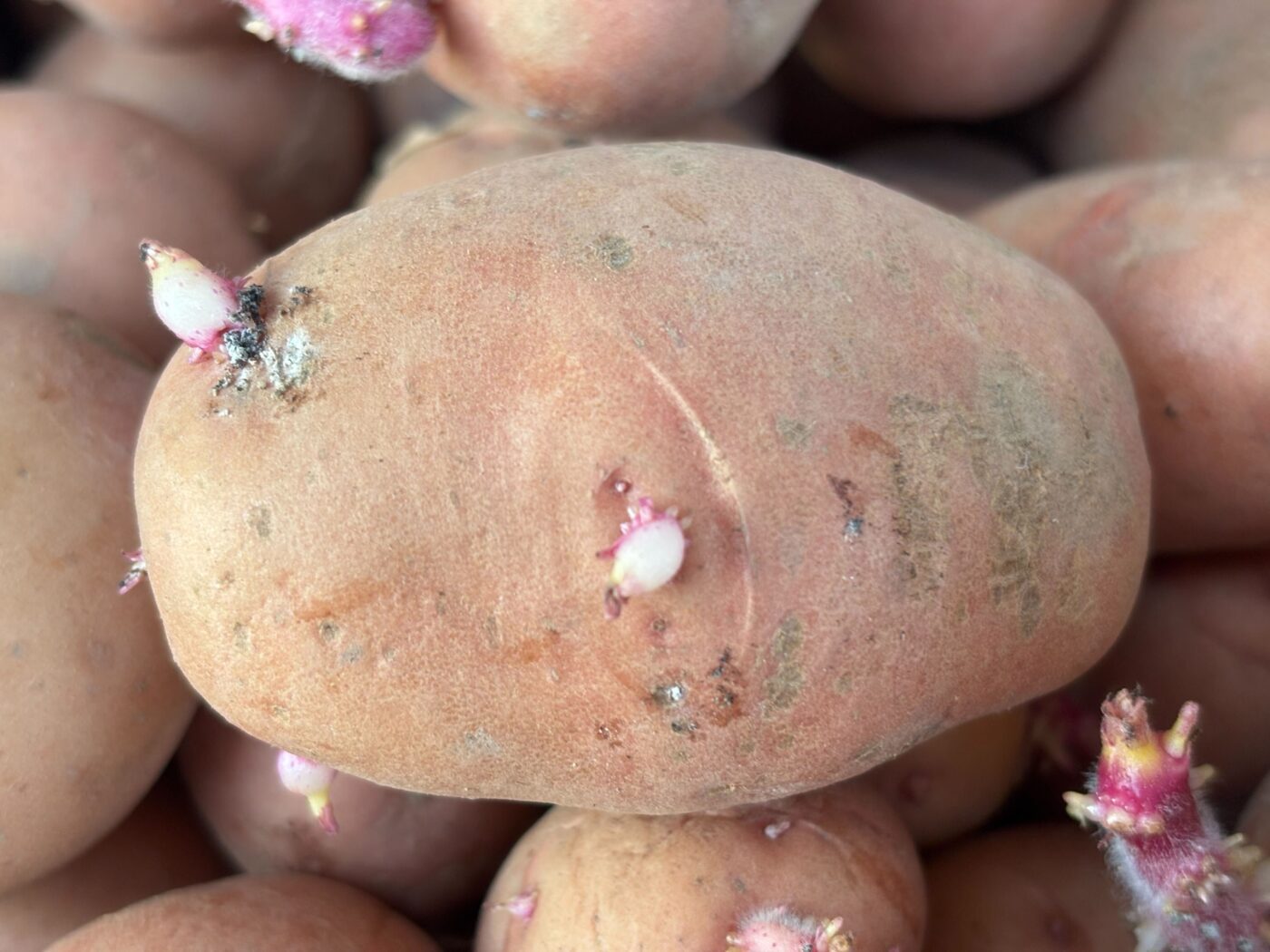 Городники пояснили, які попередники для картоплі хороші, а які не підійдуть. Фото: Одна Хвилина