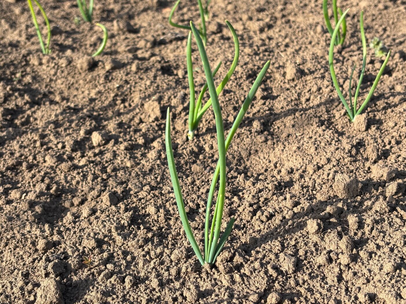 Городники порадили, чим обробити часник і цибулю від жовтого пір'я. Фото: Одна Хвилина