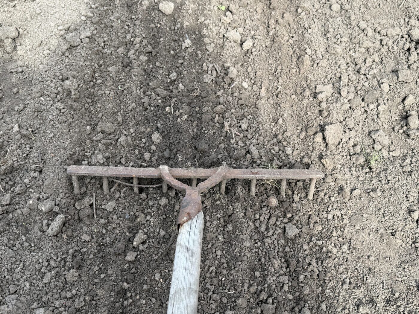 Городники порадили, яким засобом обробити грядки від цибулевої мухи. Фото: Одна Хвилина