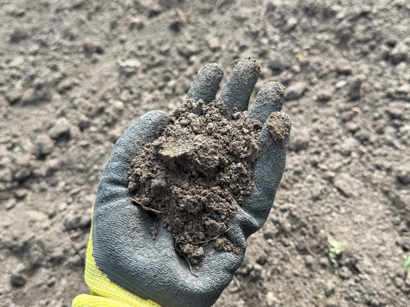 Городники порадили, яке добриво додати в лунку для томатів при посадці. Фото: Одна Хвилина