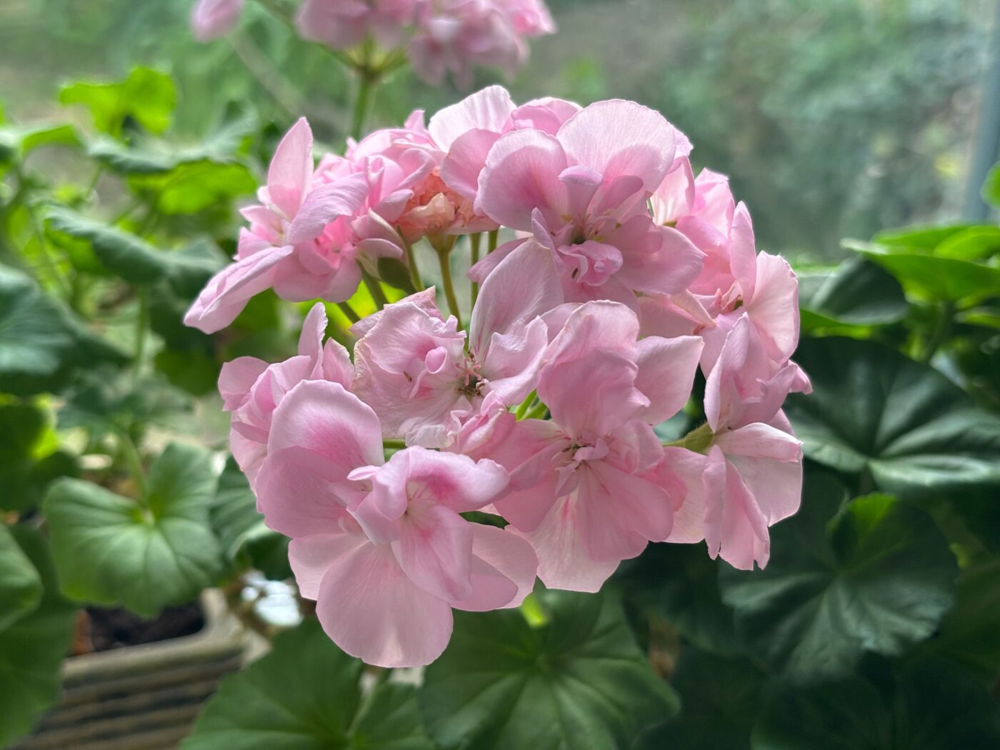 Садівники порадили, як використовувати цукор для покращення врожайності герані. Фото: Одна Хвилина