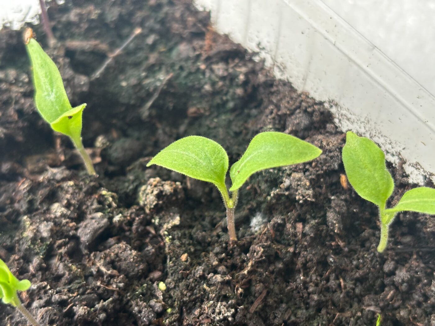 Городники поділились, яке добриво потрібно внести під розсаду після пересадки. Фото: Одна Хвилина