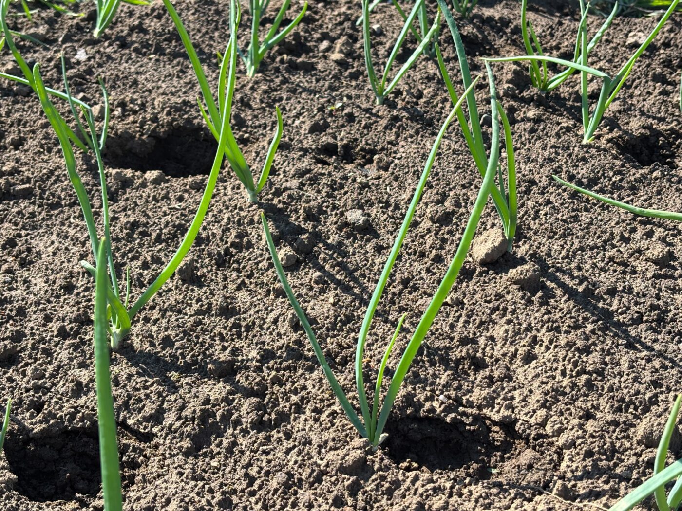 Городники порадили, чим обробити часник і цибулю від жовтого пір'я. Фото: Одна Хвилина